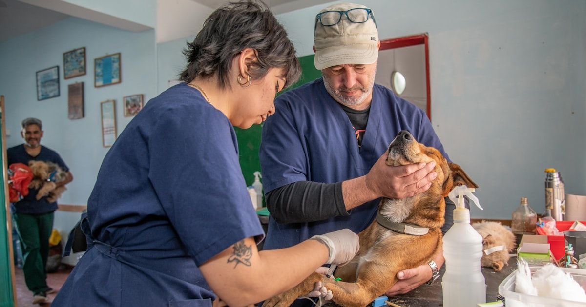 Atención al cliente en la clínica veterinaria: guía práctica