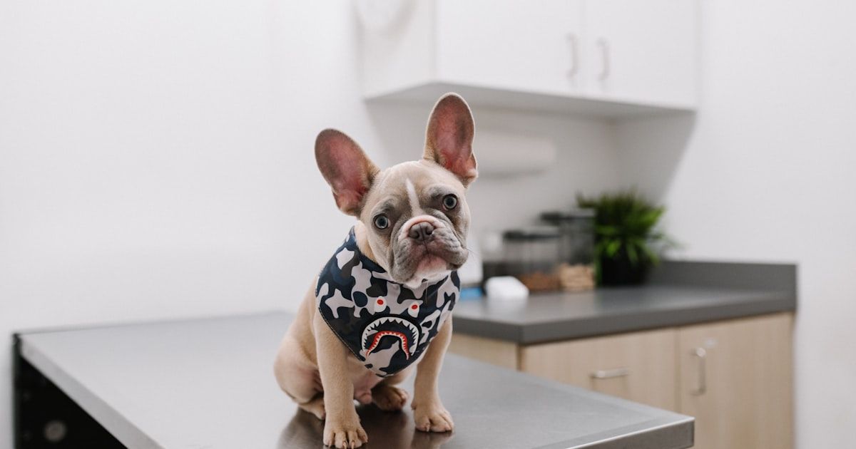 Cómo conseguir más clientes en tu clínica veterinaria