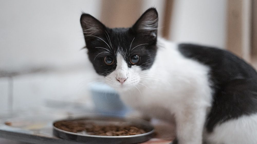 ¿Cuánto debe comer mi gato? Guía de raciones 2026