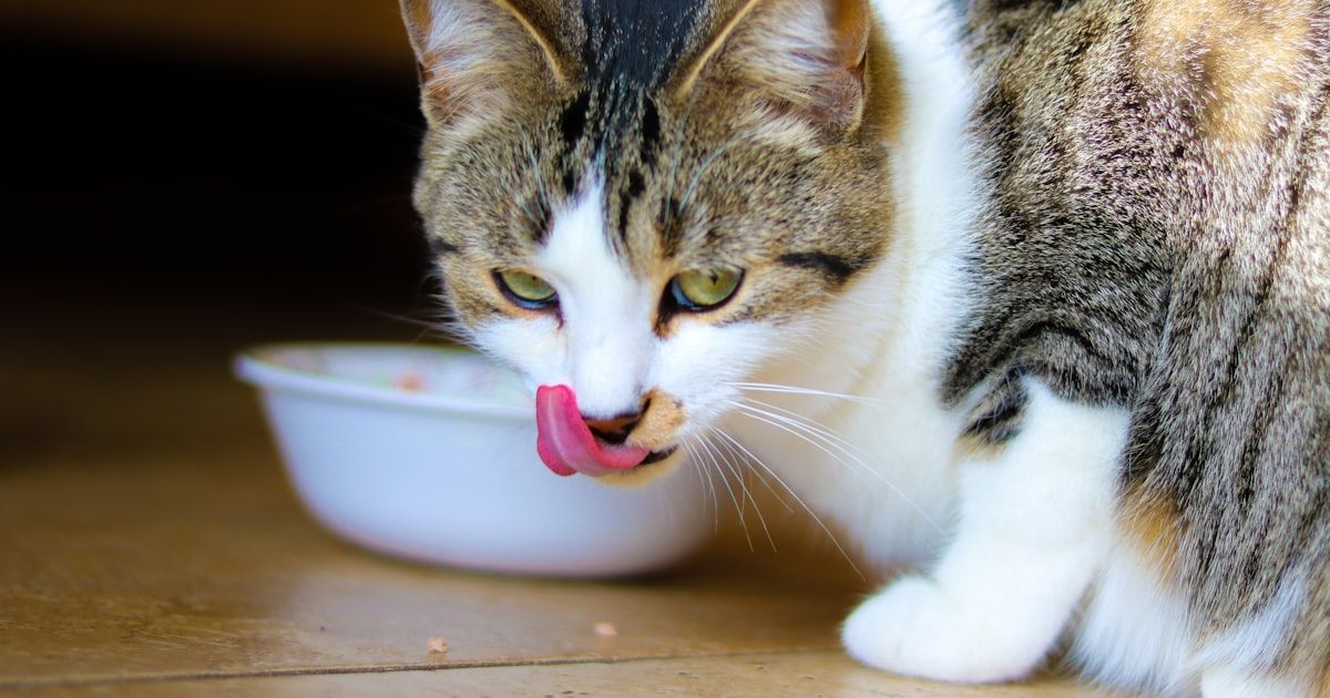 ¿Cuánto debe comer mi gato? Guía de raciones 2026