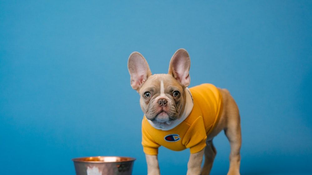 ¿Cuánto debe comer mi perro? Guía de raciones 2026