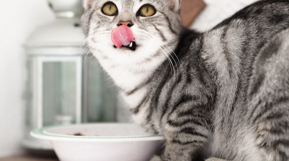 Cuidados del gato senior: guía para gatos mayores de 7 años