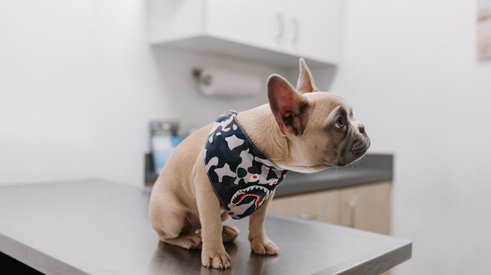 Planes de salud para fidelizar clientes en tu veterinaria