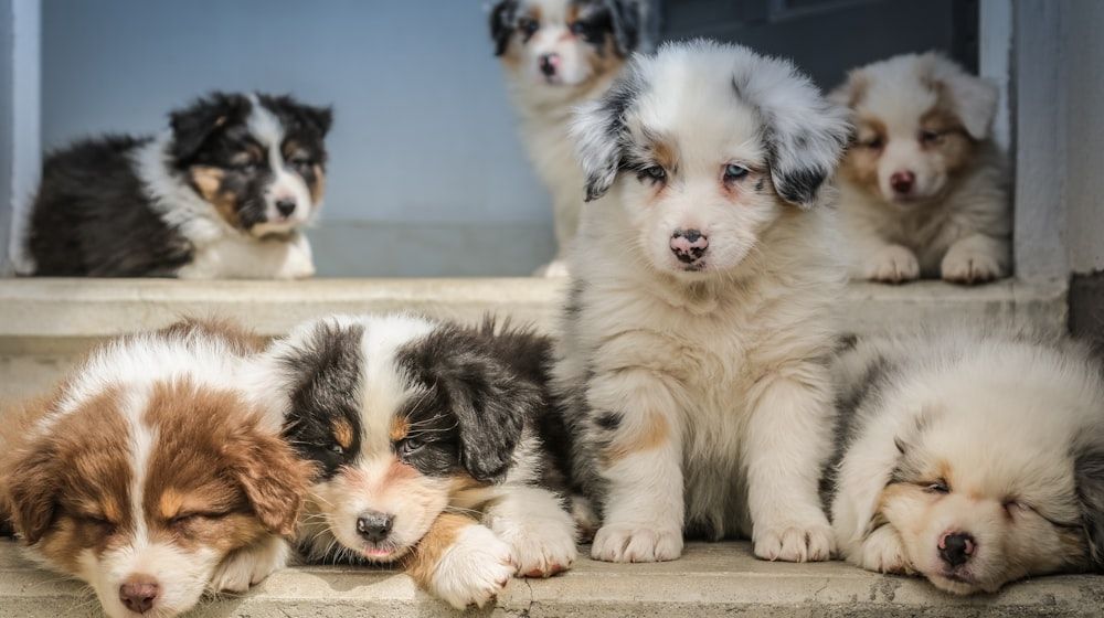 ¿Qué edad tiene mi perro en años humanos? Cómo calcularla